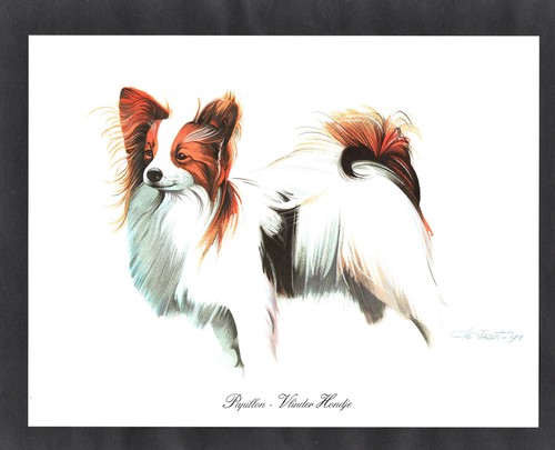 Papillon butterfly dog - papillon,