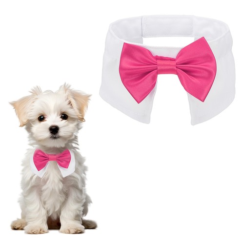 Papillon smoking per - smoking, cani
