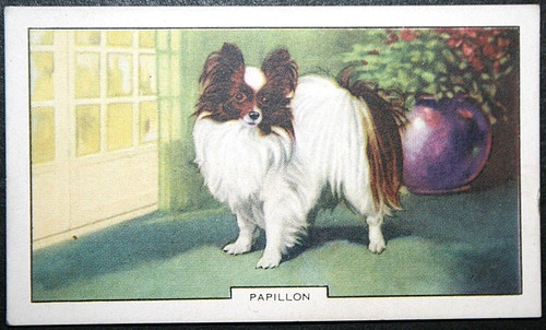 Papillon butterfly dog toy - ,