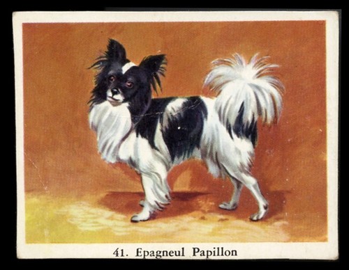 Papillon french butterfly toy - papillon,
