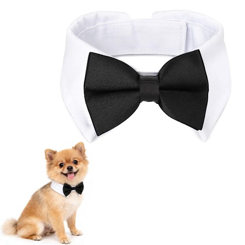 Papillon cane costume per - papillon, cane,costume