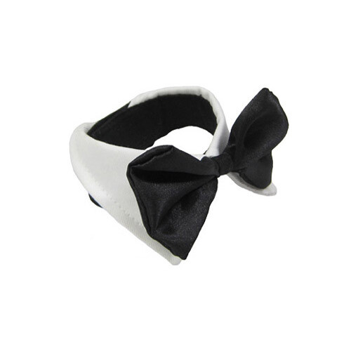 Papillon per cani tutte le - papillon, di