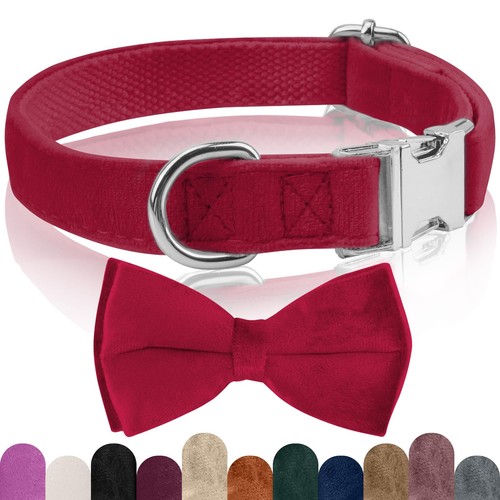 Collare cane papillon - cane, cani